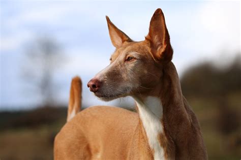 perros de jabali en venta|Perros De Jabali . Perreras Abuli